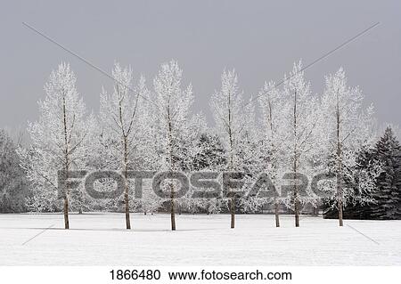 Stock Image - winter, calgary, alberta, canada. Fotosearch