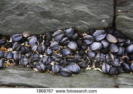 Stock Photo - woolacombe, devon, england; muscles in the crevasse of a rock. Fotosearch