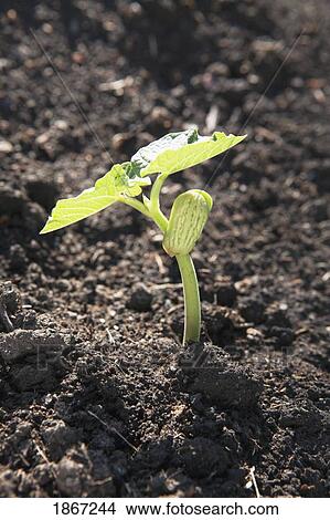 Picture - young bean plant. Fotosearch