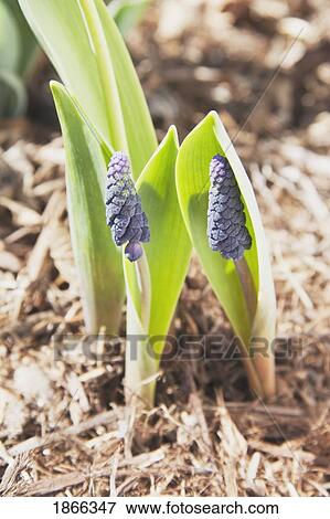 Stock Photo - Young tulip, Calgary, Alberta, Canada. Fotosearch