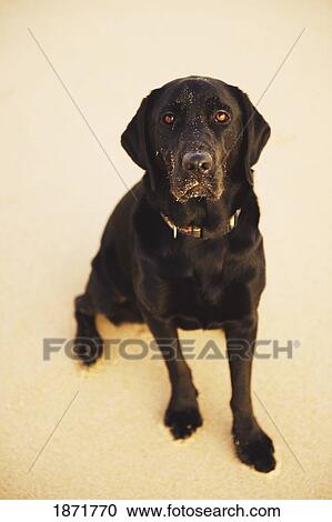 Stock Image - a black labrador dog. Fotosearch