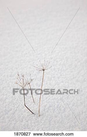 Stock Photo - a branch of a plant sticking out of the snow. Fotosearch