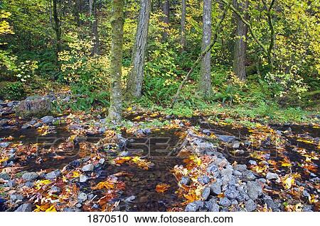 a creek running through the forest in autumn View Large Photo Image Stock Image - a creek running through the forest in autumn. Fotosearch