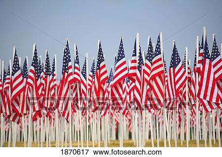 Stock Photo - a display of many flags of the united states of america. Fotosearch
