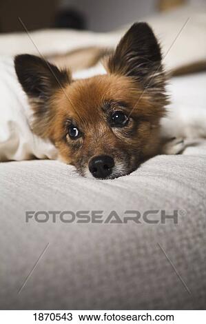 a dog laying on a bed View Large Photo Image Stock Image - a dog laying on a bed. Fotosearch
