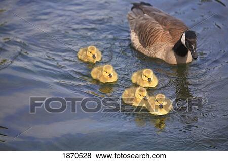 a duck and her ducklings View Large Photo Image Stock Photo - a duck and her ducklings. Fotosearch