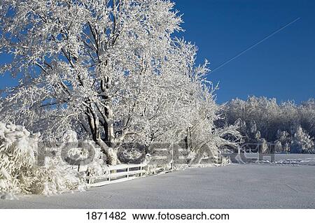Stock Image - a field and trees covered in snow. Fotosearch