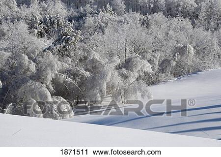 Stock Image - a field and trees covered in snow. Fotosearch