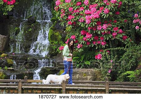 Stock Photo - a girl walking her dog in the park. Fotosearch