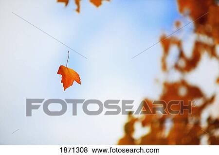 Stock Photo - a leaf falling from a tree in autumn. Fotosearch