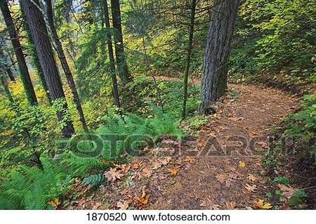 Stock Image - a path through a forest in autumn. Fotosearch