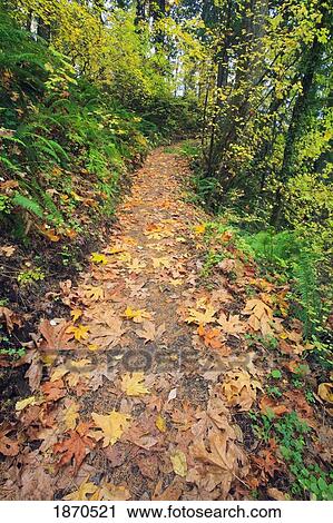 a path through a forest in autumn View Large Photo Image Stock Image - a path through a forest in autumn. Fotosearch