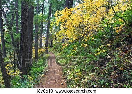 a path through a forest in autumn View Large Photo Image Stock Photo - a path through a forest in autumn. Fotosearch