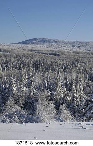 a snow-covered forest in winter View Large Photo Image Stock Photo - a snow-covered forest in winter. Fotosearch