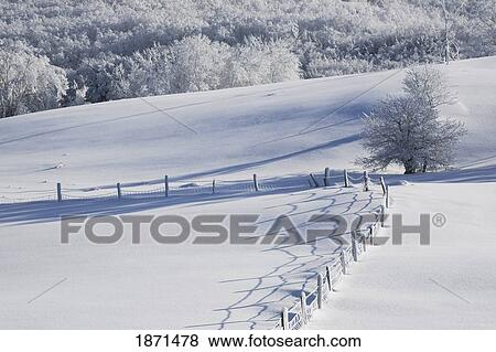 a snowy field View Large Photo Image Stock Photo - a snowy field. Fotosearch