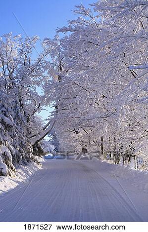 Stock Photo - a tree-lined road covered with snow in the winter. Fotosearch