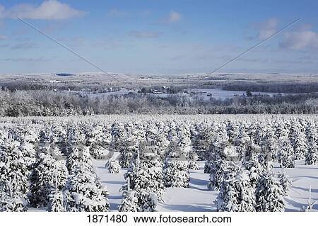Stock Image - a winter landscape. Fotosearch