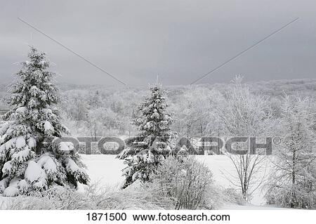 Stock Image - a winter landscape. Fotosearch