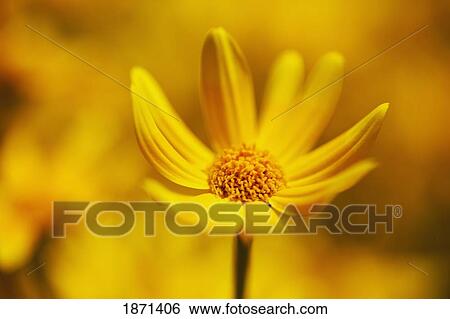 Stock Photograph - a yellow flower (asteraceae). Fotosearch