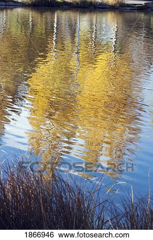 airdrie, alberta, canada; reflection of trees in a lake in autumn View Large Photo Image Stock Photograph - airdrie, alberta, canada; reflection of trees in a lake in autumn. Fotosearch