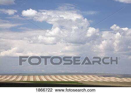 alberta, canada; a cut brown field with storm clouds and mountains View Large Photo Image Stock Image - alberta, canada; a cut brown field with storm clouds and mountains. Fotosearch