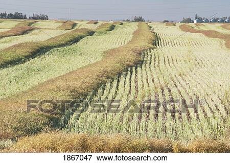 Stock Photo - alberta, canada; a cut canola field drying. Fotosearch