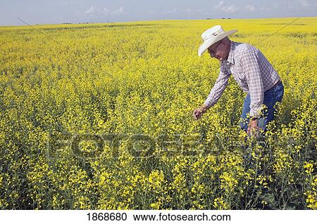 Stock Image - alberta, canada; a farmer in a flowering canola field. Fotosearch