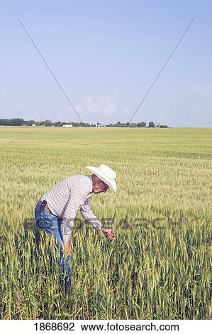 alberta, canada; a farmer in a wheat field View Large Photo Image Stock Image - alberta, canada; a farmer in a wheat field. Fotosearch