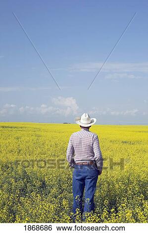 alberta, canada; a farmer standing in a flowering canola field View Large Photo Image Stock Photograph - alberta, canada; a farmer standing in a flowering canola field. Fotosearch