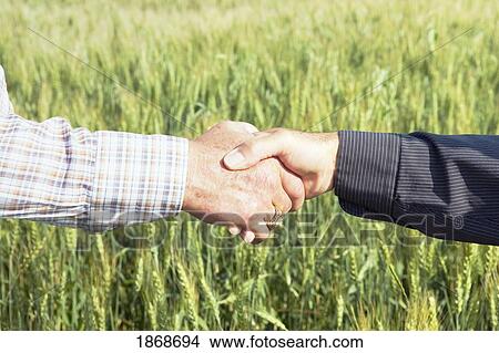 alberta, canada; a handshake in a wheat field View Large Photo Image Picture - alberta, canada; a handshake in a wheat field. Fotosearch