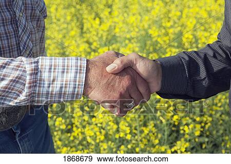 alberta, canada; a handshake in front of a flowering canola field View Large Photo Image Stock Photo - alberta, canada; a handshake in front of a flowering canola field. Fotosearch