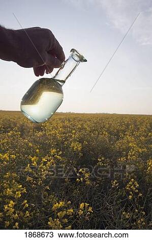 alberta, canada; a jar of canola oil being poured over a flowering canola field View Large Photo Image Stock Image - alberta, canada; a jar of canola oil being poured over a flowering canola field. Fotosearch