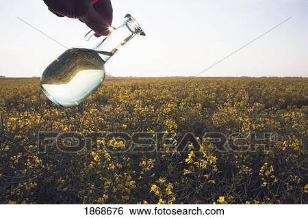 alberta, canada; a jar of canola oil being poured over a flowering canola field View Large Photo Image Stock Photograph - alberta, canada; a jar of canola oil being poured over a flowering canola field. Fotosearch