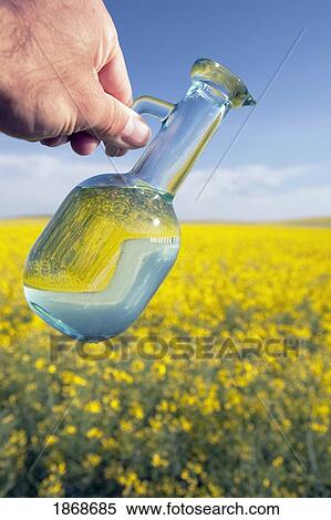 Stock Photography - alberta, canada; a jar of canola oil being poured over a flowering canola field. Fotosearch