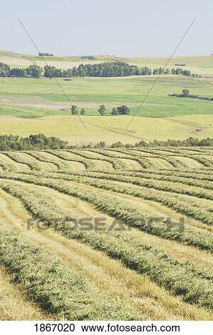 alberta, canada; cut canola field and rolling hills View Large Photo Image Stock Image - alberta, canada; cut canola field and rolling hills. Fotosearch