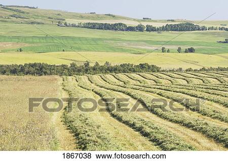 Stock Photo - alberta, canada; cut canola field and rolling hills. Fotosearch