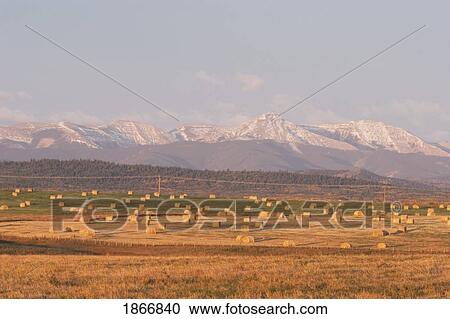 alberta, canada; front range mountains and hay bales on a field in autumn View Large Photo Image Stock Image - alberta, canada; front range mountains and hay bales on a field in autumn. Fotosearch