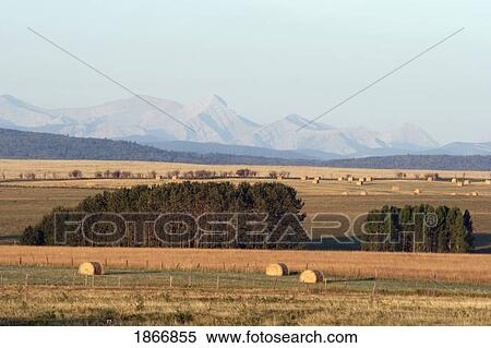 Stock Photography - alberta, canada; front range mountains and hay bales in a field. Fotosearch