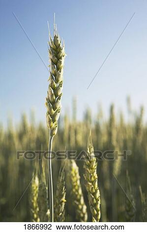 Stock Image - alberta, canada; green wheat head in a field. Fotosearch