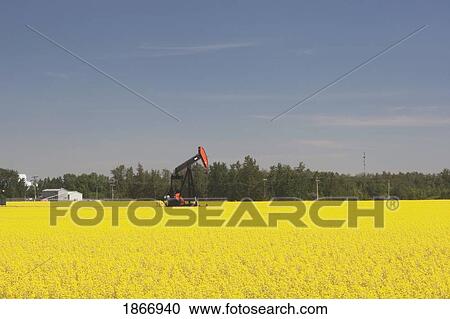 alberta, canada; pump jack in a flowering canola field View Large Photo Image Stock Image - alberta, canada; pump jack in a flowering canola field. Fotosearch