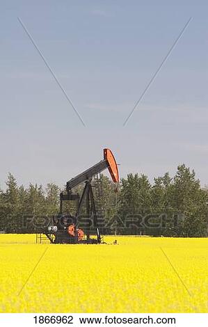 alberta, canada; pump jack in a flowering canola field View Large Photo Image Stock Image - alberta, canada; pump jack in a flowering canola field. Fotosearch