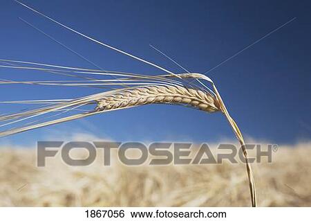 alberta, canada; ripe barley View Large Photo Image Stock Photograph - alberta, canada; ripe barley. Fotosearch