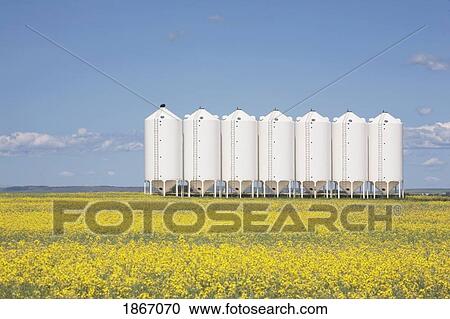 alberta, canada; row of metal grain bins in a flowering canola field View Large Photo Image Stock Image - alberta, canada; row of metal grain bins in a flowering canola field. Fotosearch