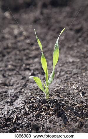 Stock Image - alberta, canada; three leaf stage barley. Fotosearch