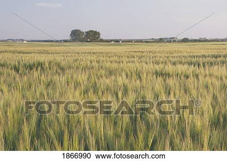 alberta, canada; wheat field at sunrise View Large Photo Image Stock Image - alberta, canada; wheat field at sunrise. Fotosearch