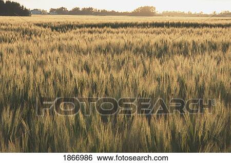 alberta, canada; wheat field at sunset View Large Photo Image Stock Photograph - alberta, canada; wheat field at sunset. Fotosearch