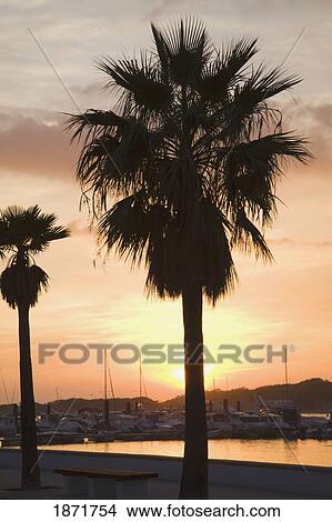 Picture - andalusia, spain; palm trees along the coast and harbor near chiclana at sunset. Fotosearch