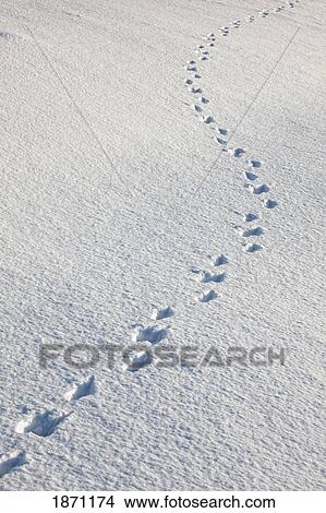 animal tracks in the snow View Large Photo Image Picture - animal tracks in the snow. Fotosearch