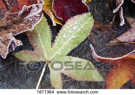 Picture - autumn colored leaves frozen in a creek. Fotosearch