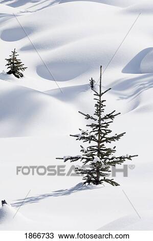 banff national park, alberta, canada; trees in snow drifts at lake louise in winter View Large Photo Image Stock Image - banff national park, alberta, canada; trees in snow drifts at lake louise in winter. Fotosearch